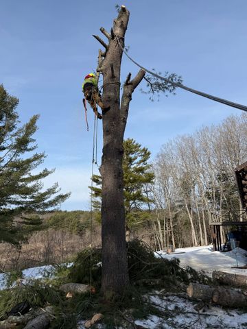 Tree worker wearing safety gear trimming a tall tree in a snowy forest clearing