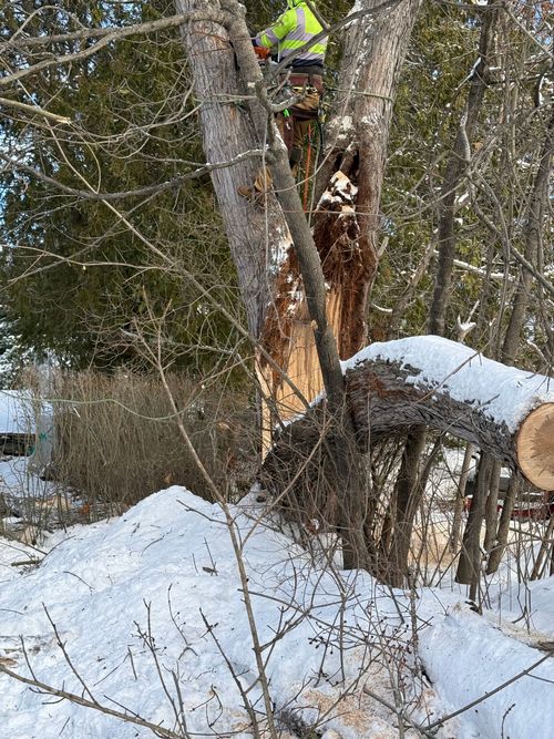 Worker in safety gear cutting a tree trunk in a snowy wooded area