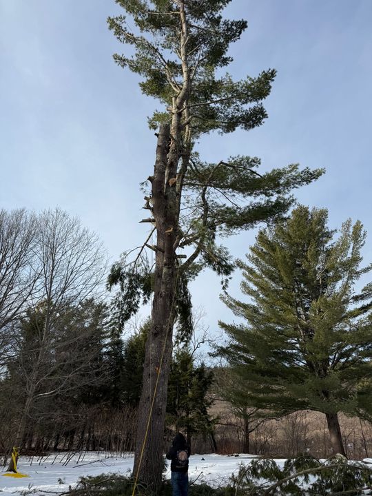 Person climbing a tall tree in a snowy wooded area under a pale blue sky