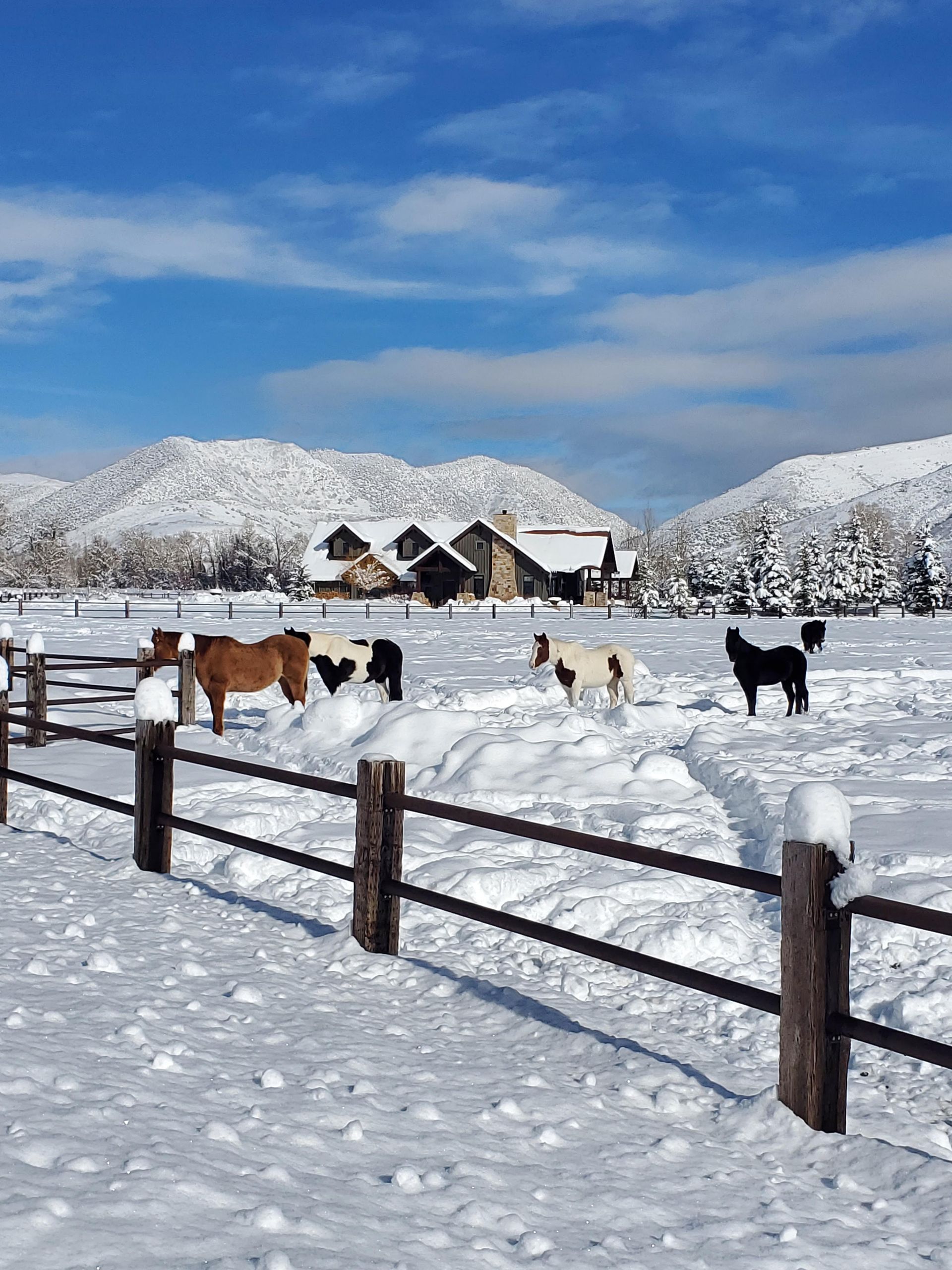 Snowy landscape with horses in a fenced pasture, house, and snow-covered mountains under a blue sky.