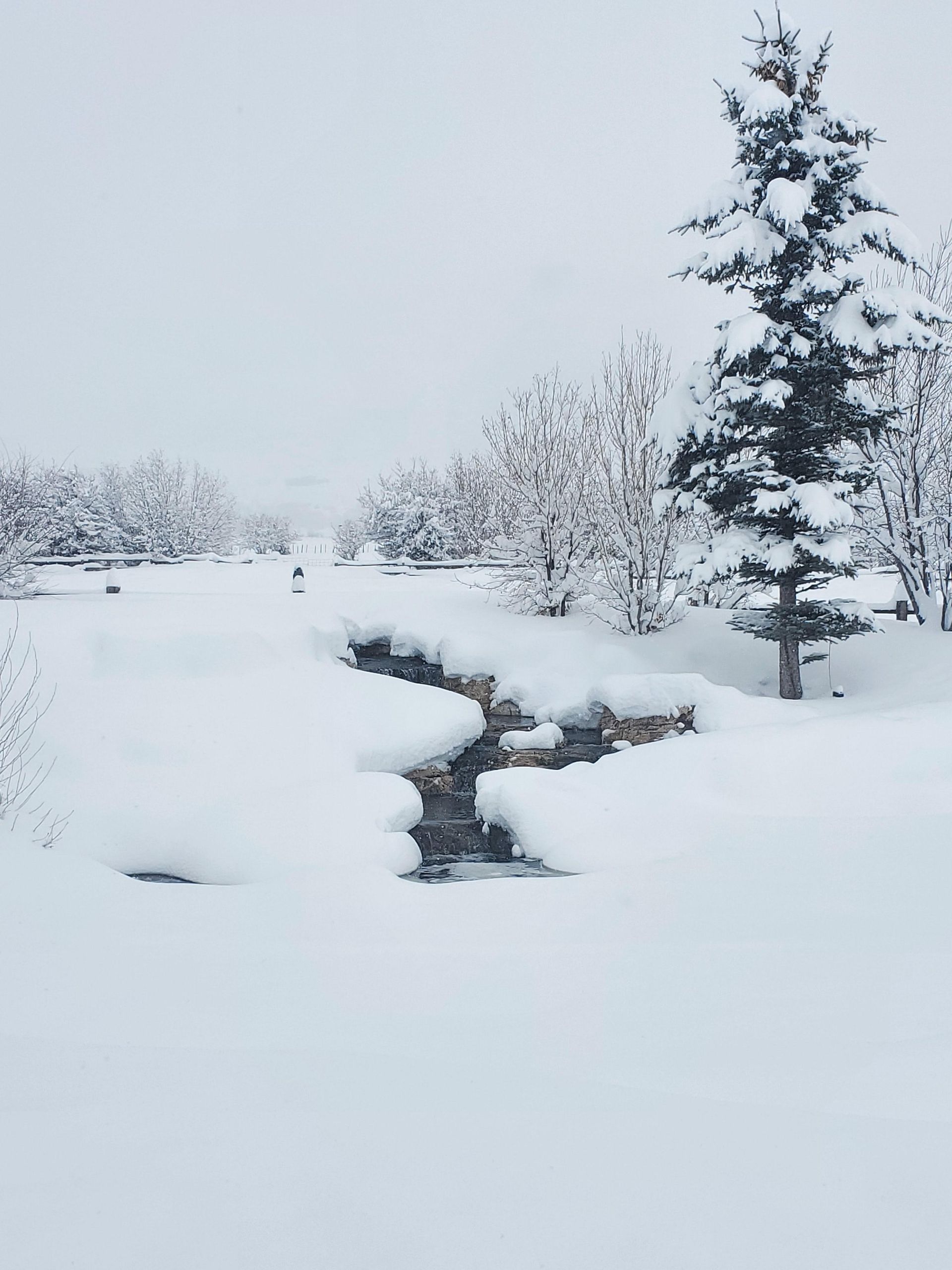 Snow-covered landscape with a creek, trees, and bushes. Overcast, winter setting.