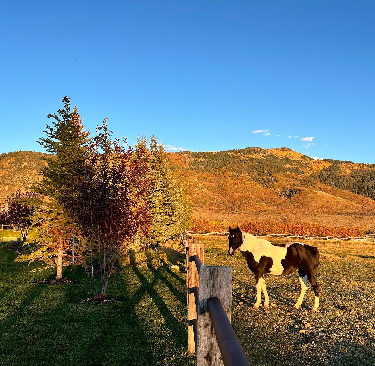 A brown and white horse standing next to a wooden fence