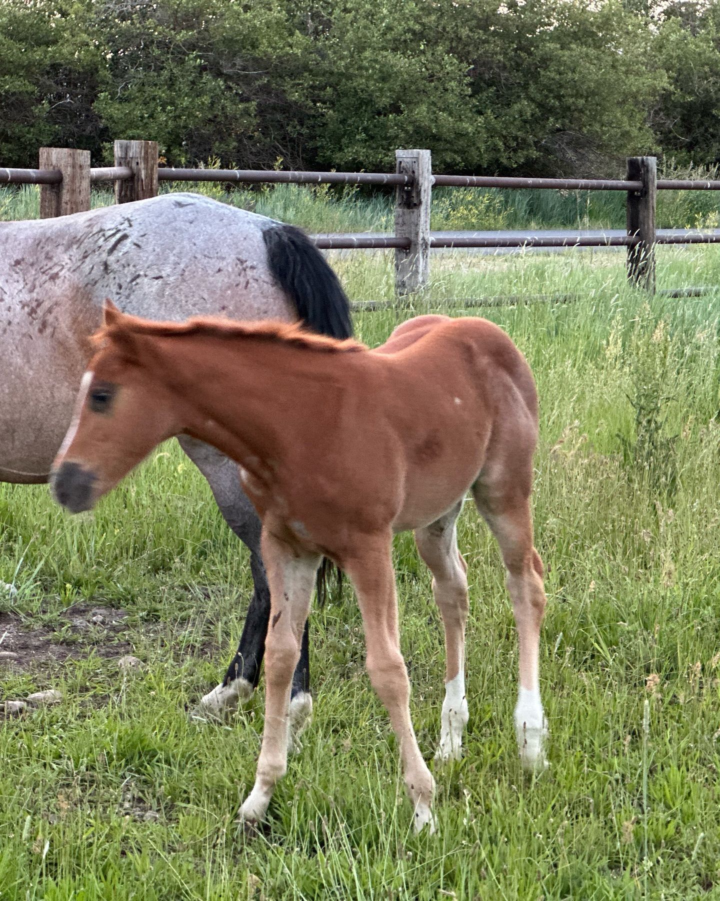 A brown foal standing next to a brown horse in a grassy field.