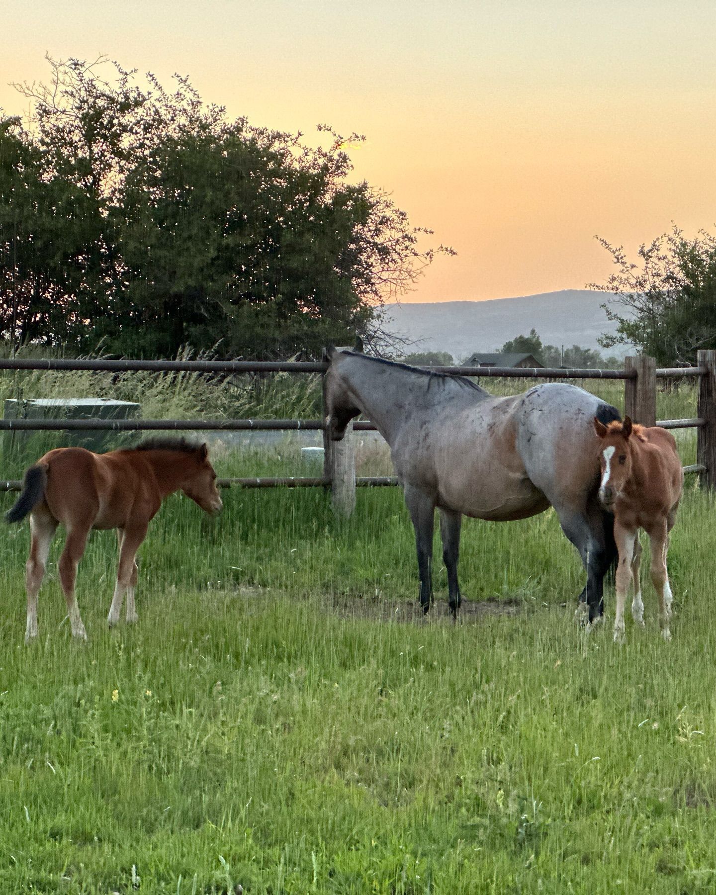 Two horses and a foal are standing in a grassy field.