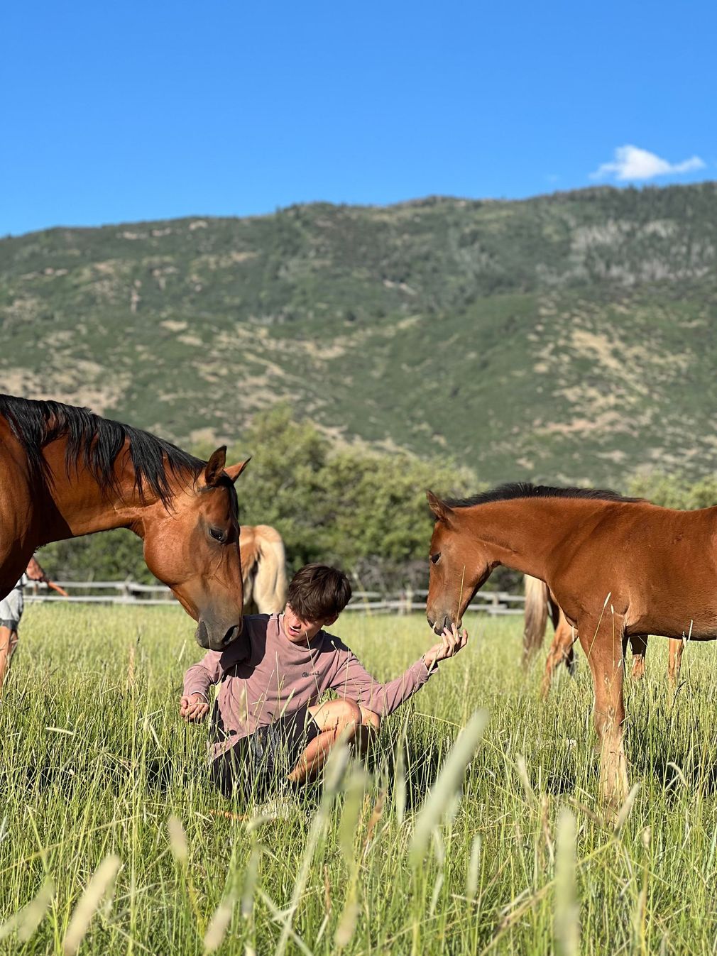 Person interacting with two horses in a grassy field with mountains in the background.
