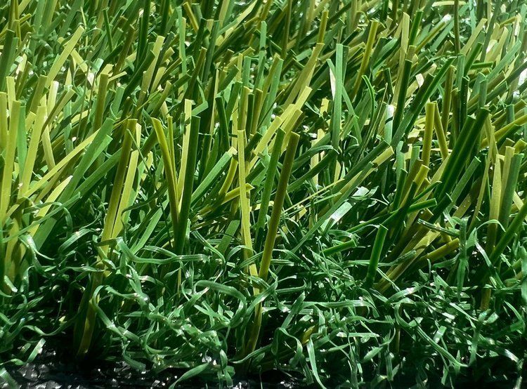 Las Vegas Event Flooring artificial grass samples showing the B25 selection.