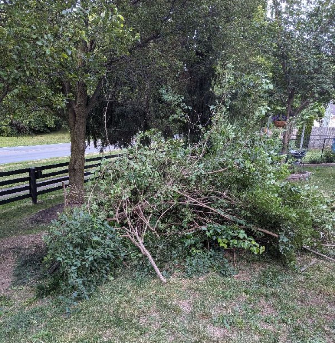 A pile of branches is sitting in the grass next to a tree.