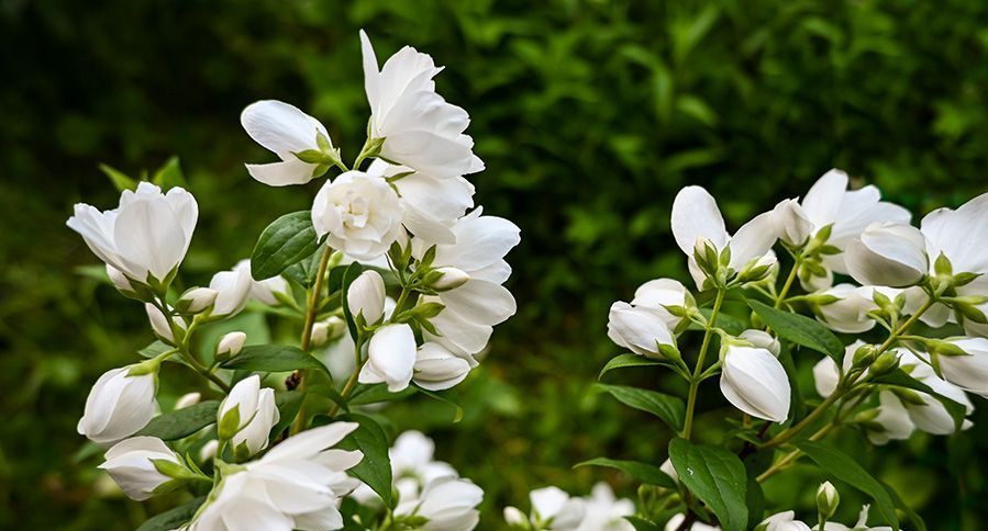 White blossoms in tree