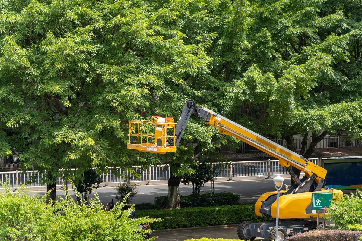 A yellow crane is cutting a tree in a park.