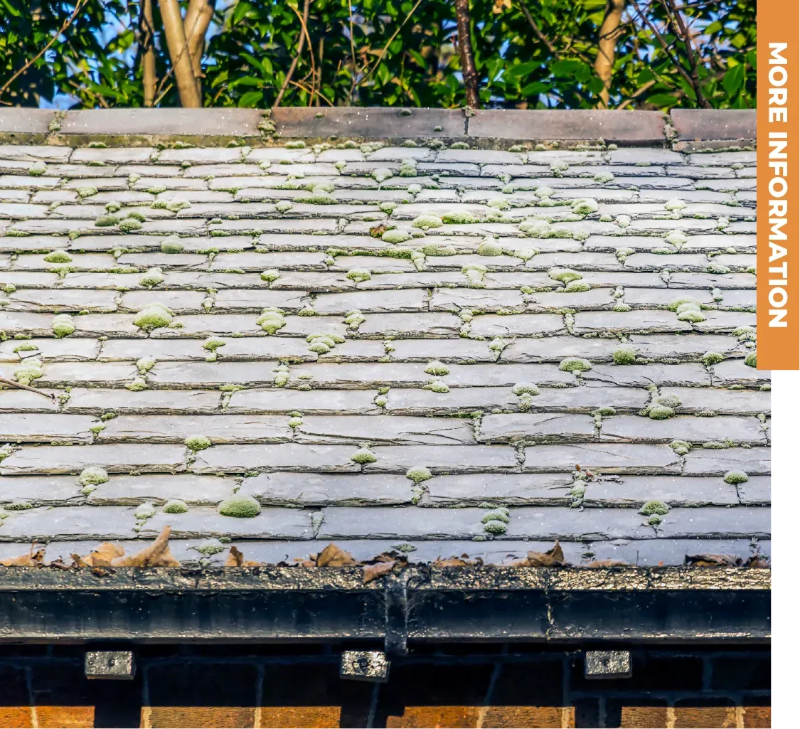 A picture of a roof with moss on it