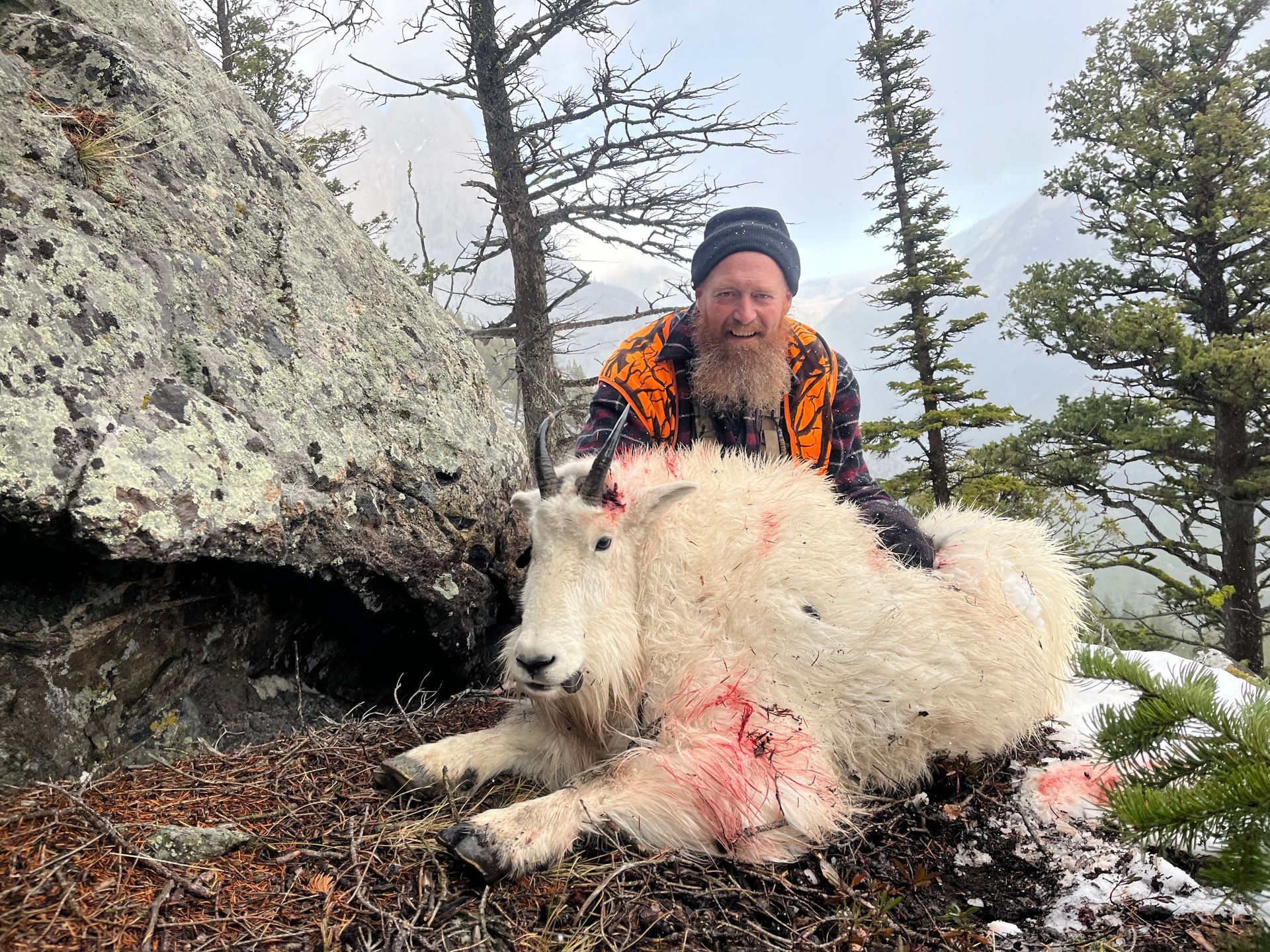 A man kneeling behind a dead mountain goat