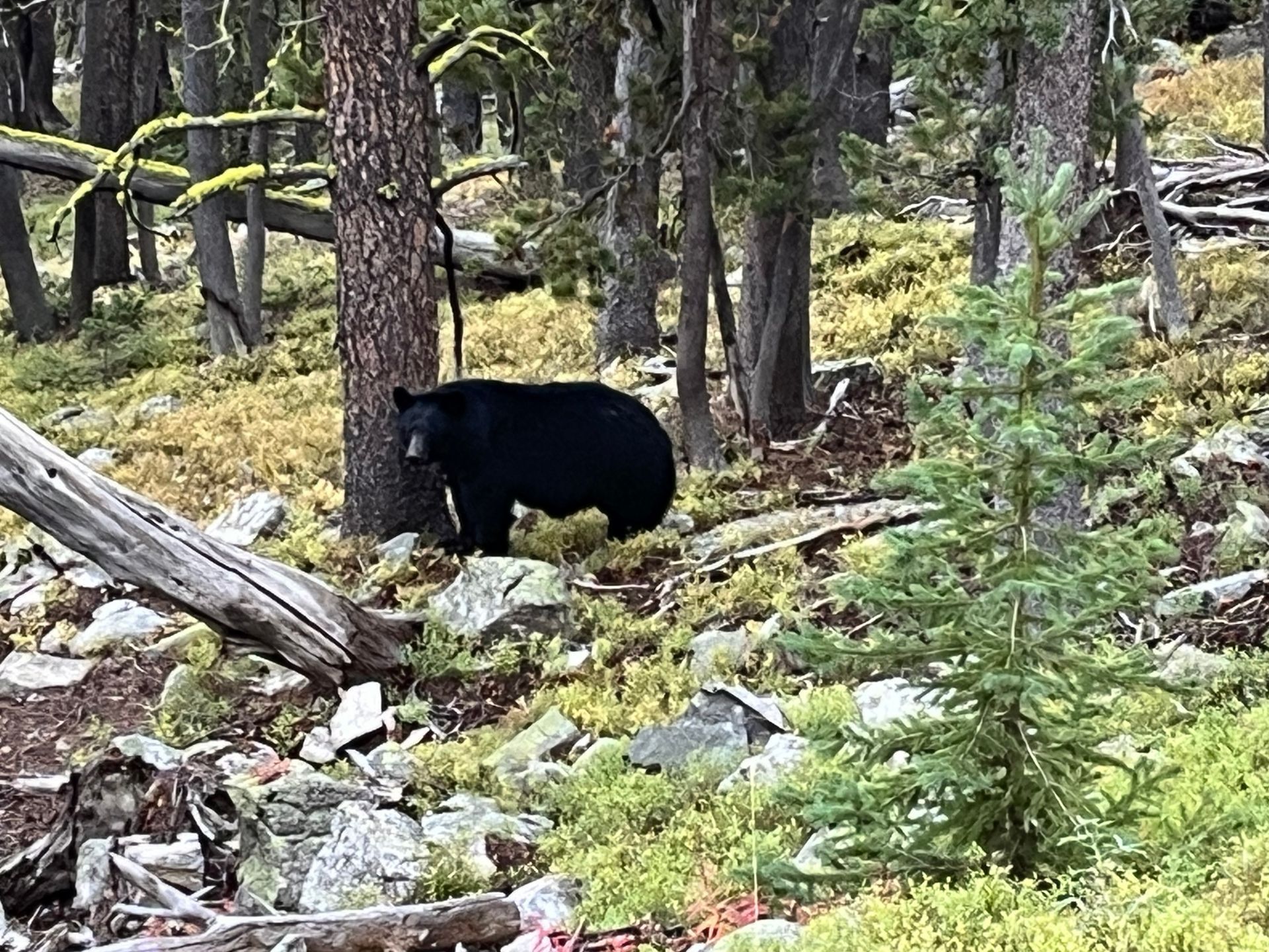 A black bear is walking through a forest.