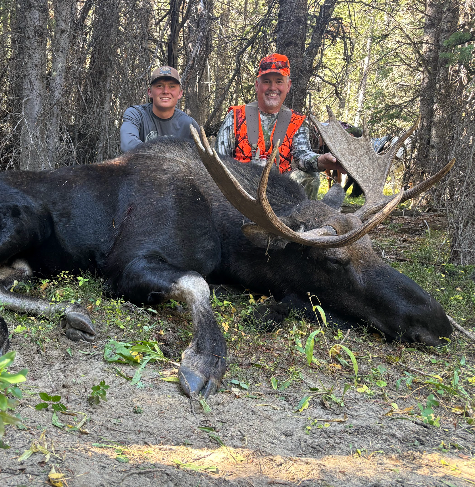 Two men kneeling behind a dead moose