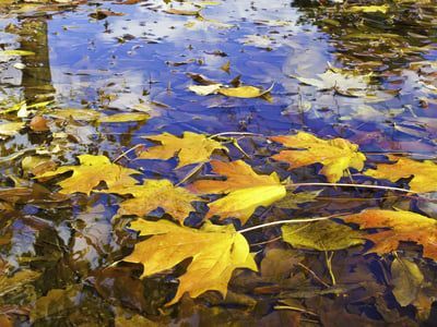 Autumn leaves are floating in a puddle of water.