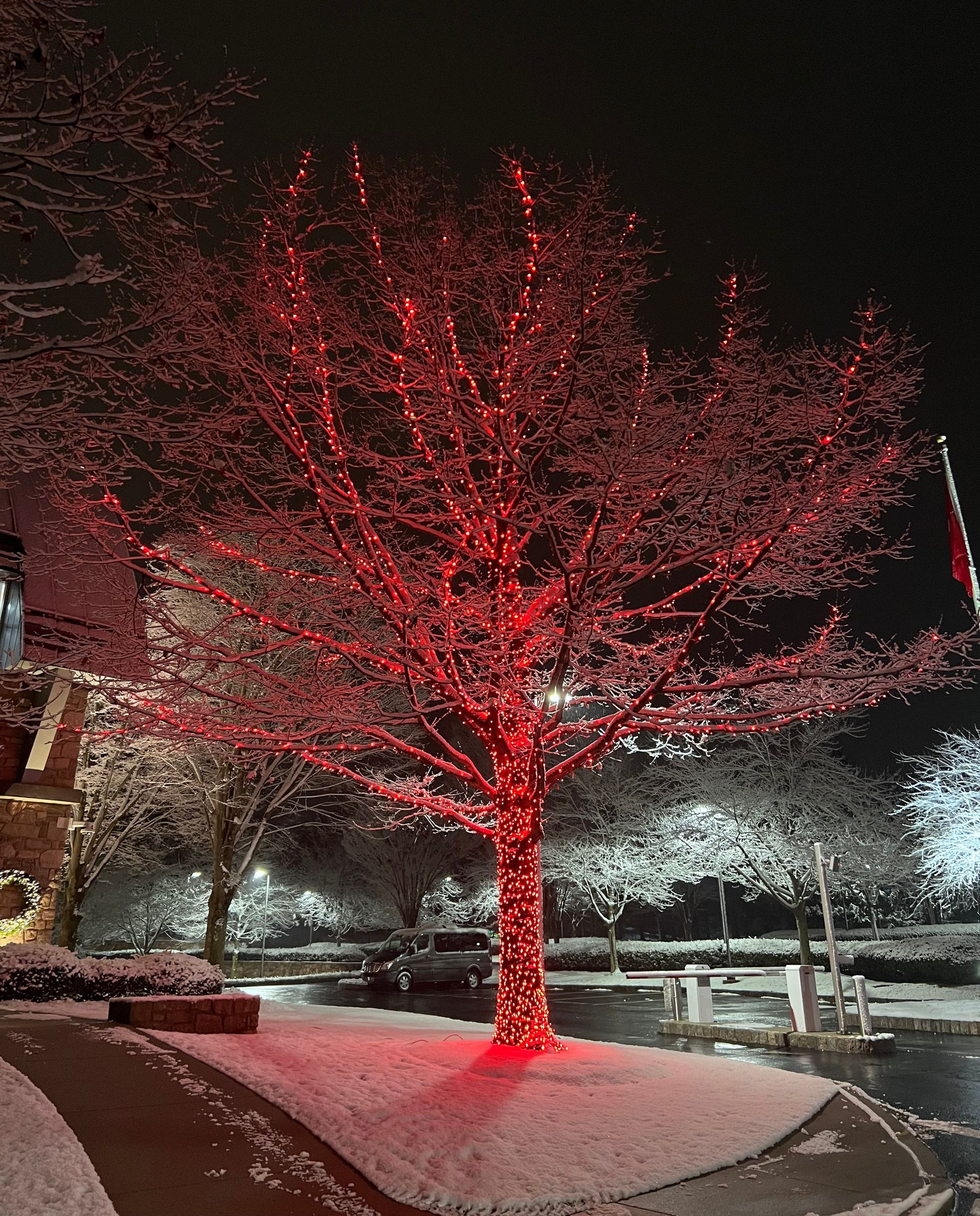 Tree wrapped in red lights, covered in snow at night.
