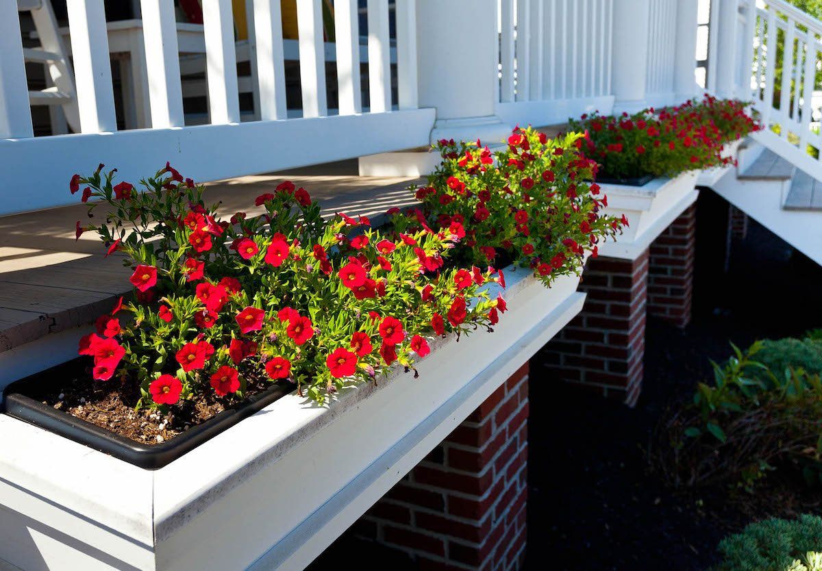 A row of planters filled with red flowers on a porch