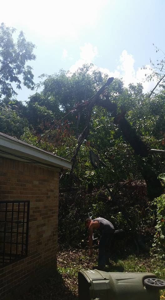 Person cutting a tree that has fallen on a building. The tree is next to a brick building on a sunny day.