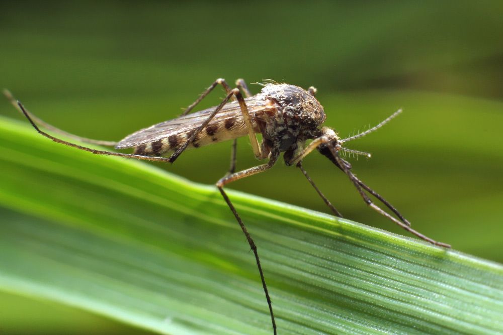 Mosquito Resting On Green Grass — Brazel's Pest Control in Dorrigo, NSW