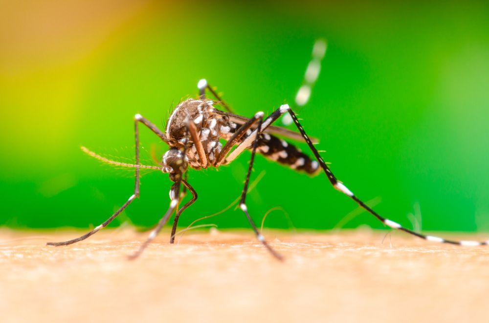 A Close Up Of A Mosquito On A Person 's Arm — Brazel's Pest Control in Grafton, NSW
