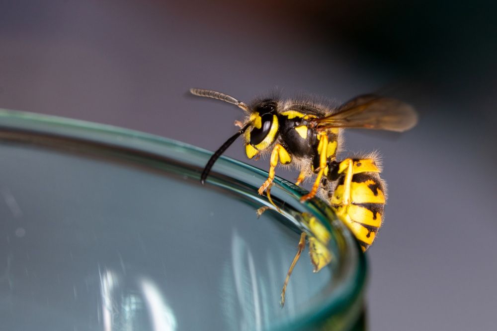 A Wasp Is Sitting On The Edge Of A Glass — Brazel's Pest Control in Coffs Harbour, NSW