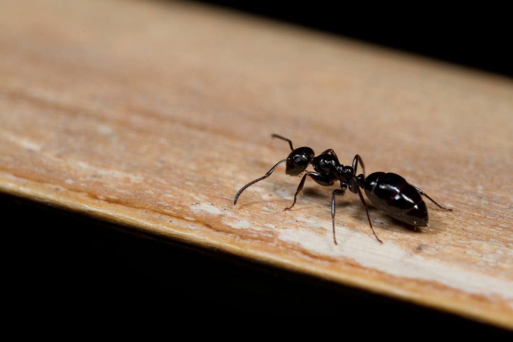 A Black Ant Is Crawling On A Piece Of Wood — Brazel's Pest Control in Bellingen, NSW