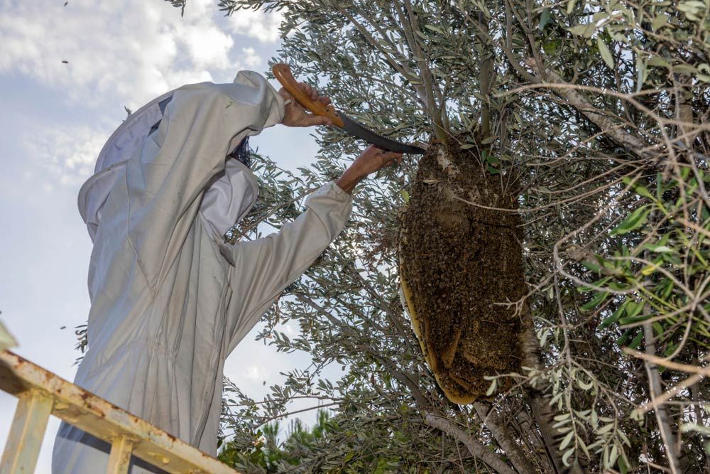 Man Removing A Beehive From An Olive Tree — Brazel's Pest Control in Grafton, NSW