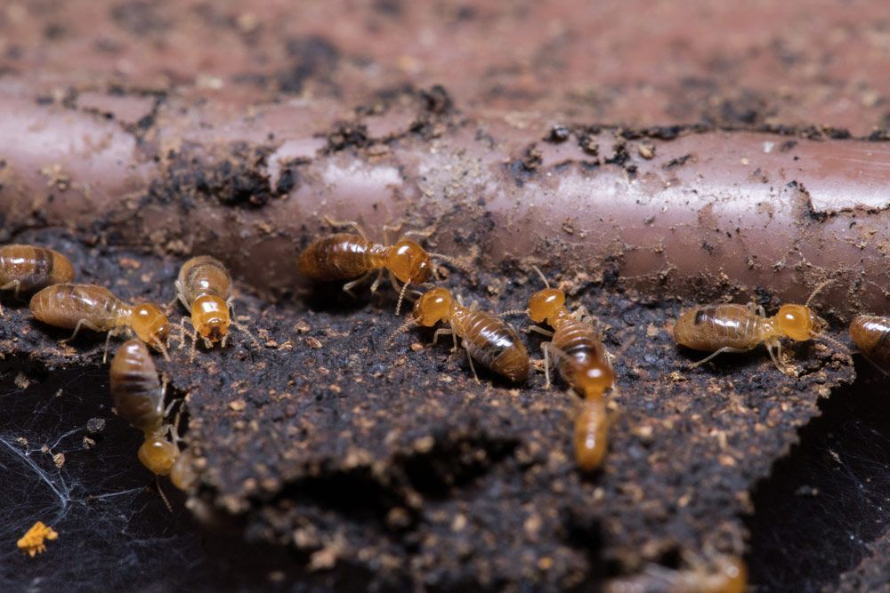 Termites Eating Wood — Brazel's Pest Control in Grafton, NSW