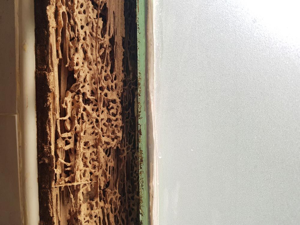 Termite Damage Wooden Windows House — Brazel's Pest Control in Bellingen, NSW
