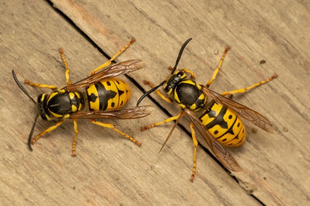 Two Wasps Are Sitting On A Wooden Surface — Brazel's Pest Control in Dorrigo, NSW