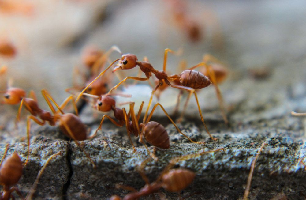 A Close Up Of A Group Of Red Ants On A Rock — Brazel's Pest Control in Grafton, NSW