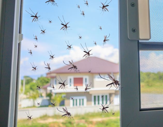 A Bunch Of Mosquitoes Are Flying Out Of A Screen Door — Brazel's Pest Control in Nambucca Heads, NSW