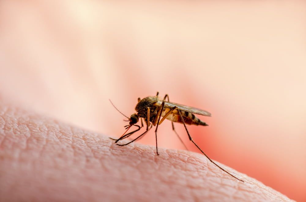 Mosquito Skin Bite — Brazel's Pest Control in Coffs Harbour, NSW