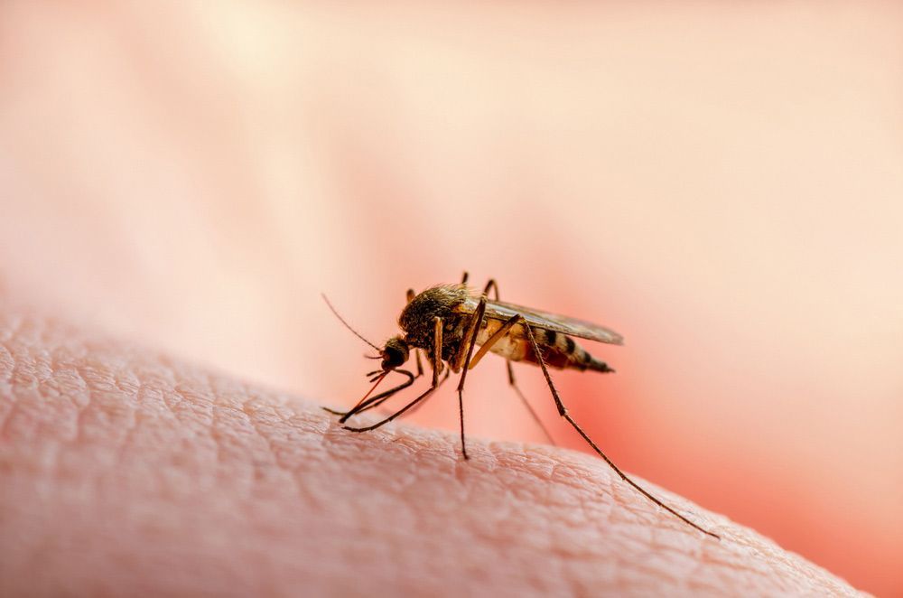 Dangerous Malaria Infected Mosquito Skin Bite — Brazel's Pest Control in Coffs Harbour, NSW