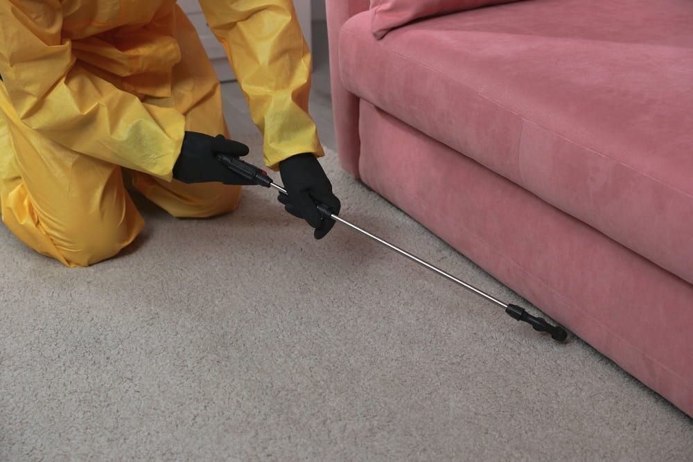 Spraying Insecticide Under Sofa — Brazel's Pest Control in Grafton, NSW