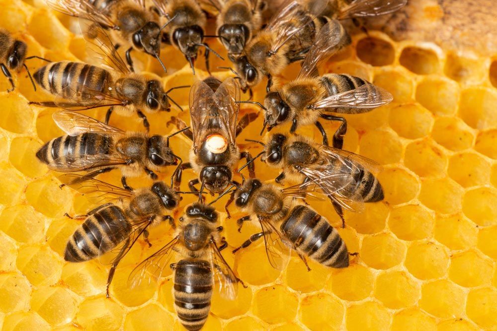 A Group Of Bees Are Sitting On Top Of A Honeycomb — Brazel's Pest Control in Nambucca Heads, NSW