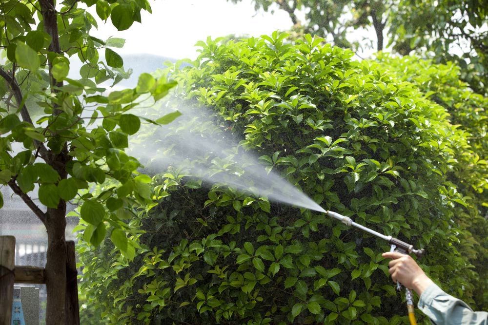 A Person Is Spraying Chemicals On The Tree With A Hose — Brazel's Pest Control in Bellingen, NSW