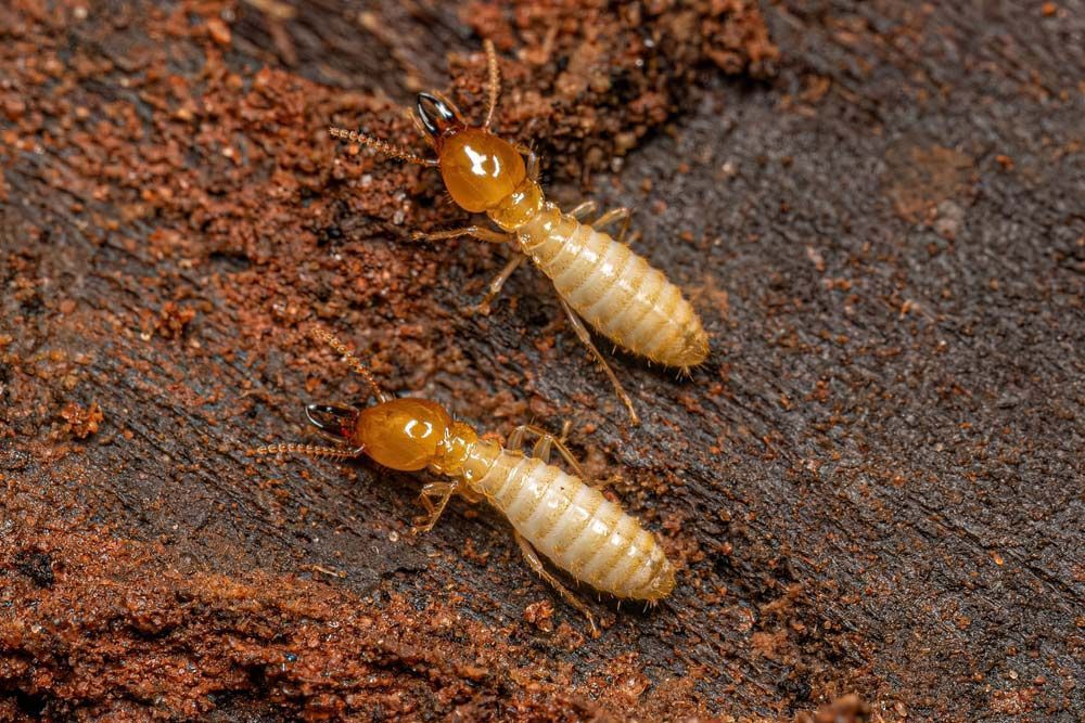 Two Termites Crawl Across A Piece Of Wood — Brazel's Pest Control in Grafton, NSW