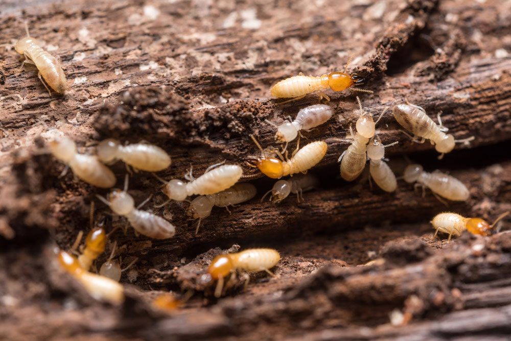 A Colony Of Termites Is Moving Across A Wooden Surface — Brazel's Pest Control in Nambucca Heads, NSW