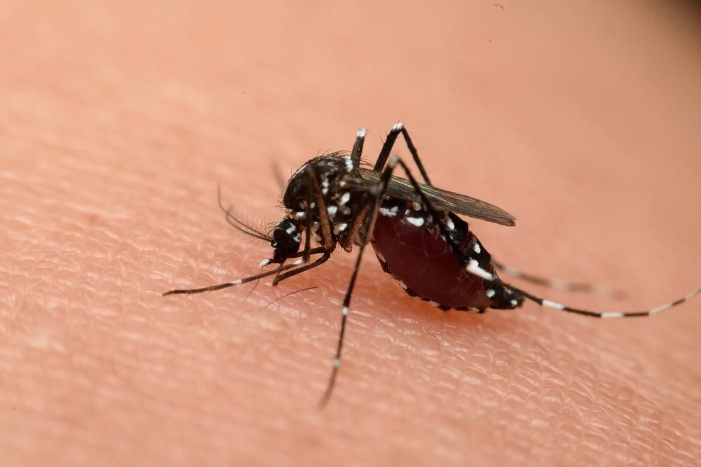 A Close-up Of A Mosquito On A Person's Skin — Brazel's Pest Control in Grafton, NSW