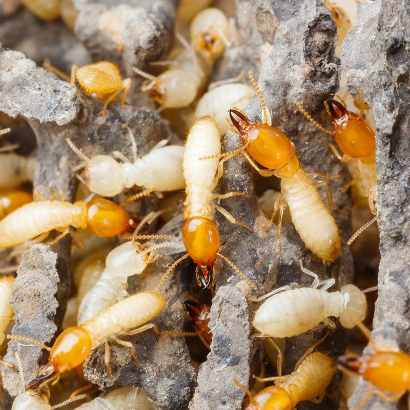 Group Of The Small Termite On Decaying Timber — Brazel's Pest Control in Dorrigo, NSW