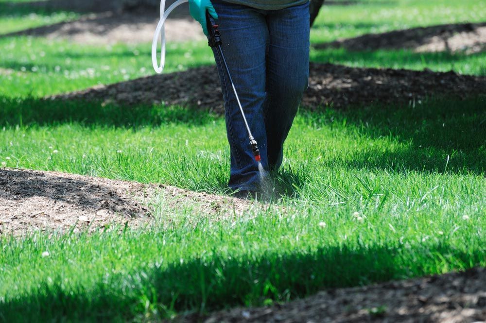 Spraying Pesticide In The Lawn — Brazel's Pest Control in Grafton, NSW