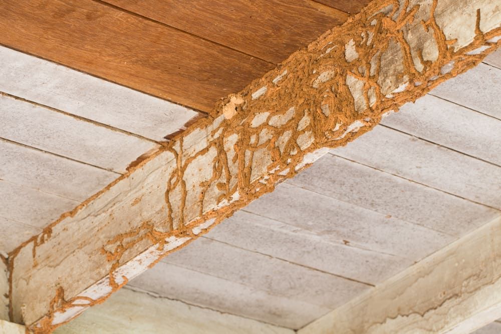 A Wooden Beam With Termites Damage — Brazel's Pest Control in Coffs Harbour, NSW