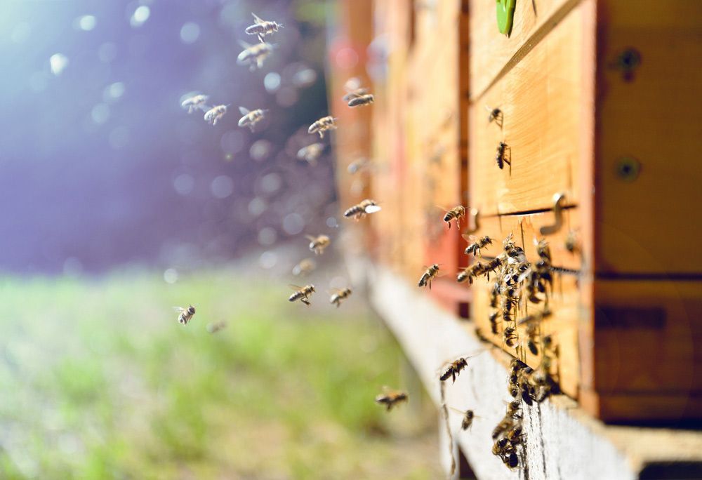 Close Up Of Flying Bees — Brazel's Pest Control in Coffs Harbour, NSW