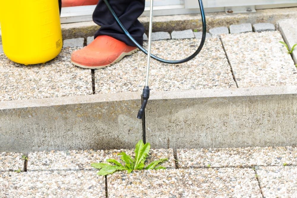 Spraying Herbicide — Brazel's Pest Control in Coffs Harbour, NSW