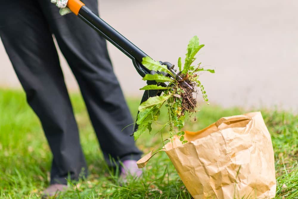 Woman Pulling Weeds Out — Brazel's Pest Control in Macksville, NSW