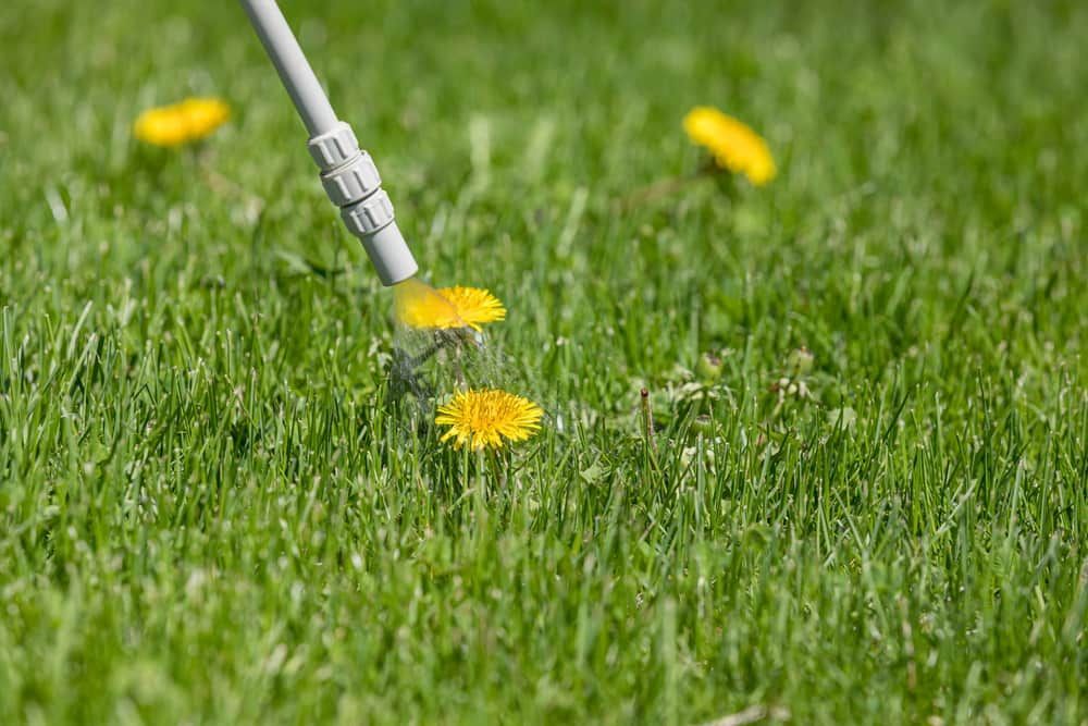 Dandelion Weed in Lawn — Brazel's Pest Control in Coffs Harbour, NSW