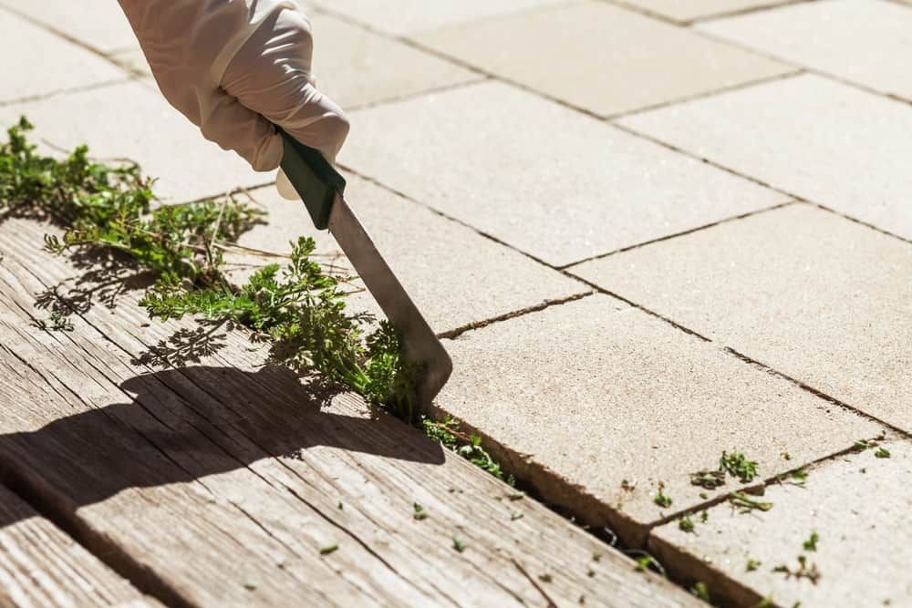 Weed Removal — Brazel's Pest Control in Grafton, NSW