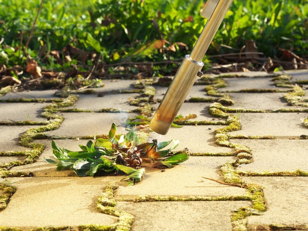 Flame Weeding — Brazel's Pest Control in Coffs Harbour, NSW