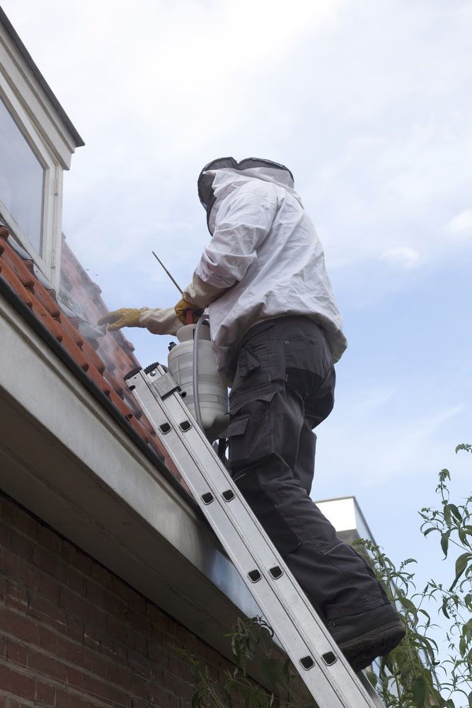 Pest Controller Removes Wasp Nest — Brazel's Pest Control in Coffs Harbour, NSW