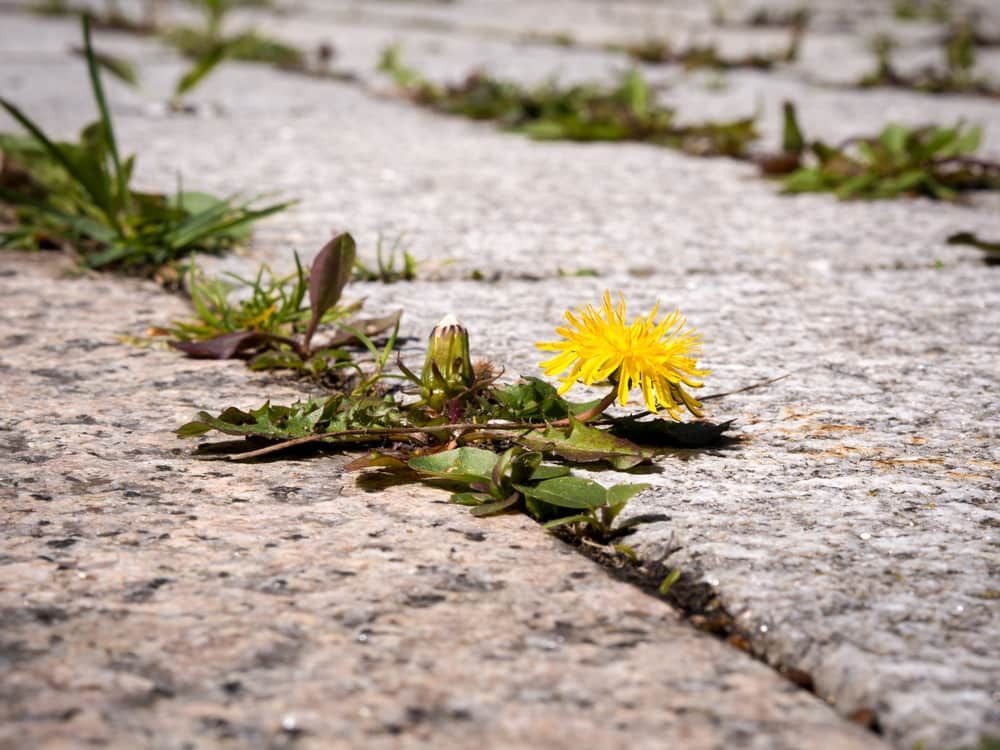 Weeds Growing On A Courtyard — Brazel's Pest Control in Nambucca, NSW